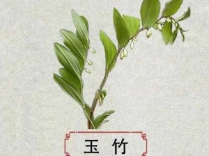 91 蔴花豆传禖：天然草本植物，营养丰富的滋补佳品