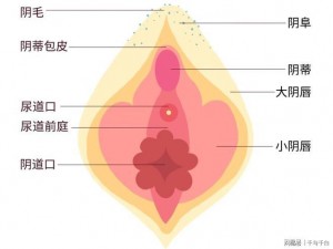 全新大陰蒂 BBWBBB 大陰唇，让你感受不一样的刺激