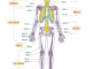 51 人体：科学探索人体奥秘的专业网站