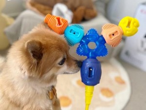 字母犬姿训练 K9 狗狗玩具，激发狗狗智力，促进亲密关系