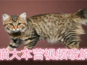 红猫大本猫营 211hm 最新版本特色，丰富多样的精彩内容等你来发现