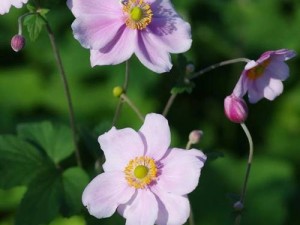 野花日本高清在线观看免费视频，高清画质，流畅播放，无广告骚扰