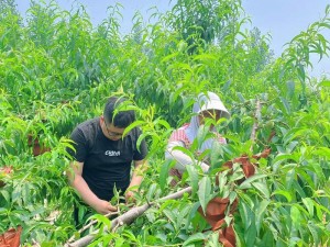 开垦老师肥沃的土地，种出好庄稼