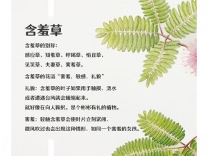 含羞草的茎早晚上有什么特点？了解一下