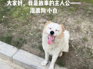 狗狗小白流浪狗竹岗陪伴你每一刻，给你最温暖的守候