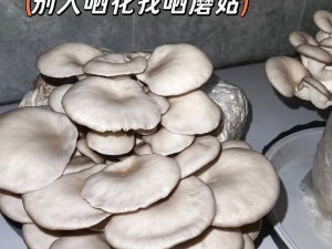 蘑菇视频一区二区，精选各类精彩商品，让你轻松享受购物乐趣