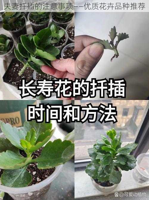 夫妻扦插的注意事项——优质花卉品种推荐