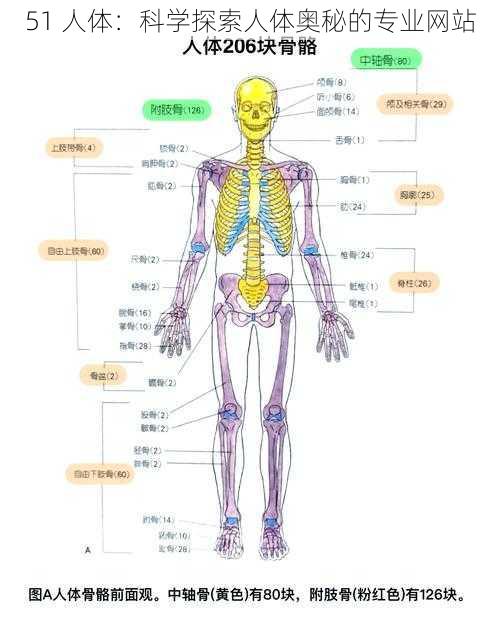 51 人体：科学探索人体奥秘的专业网站