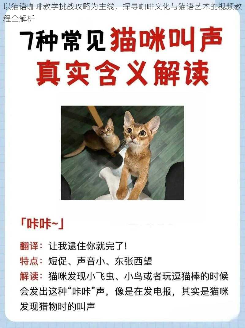 以猫语咖啡教学挑战攻略为主线，探寻咖啡文化与猫语艺术的视频教程全解析