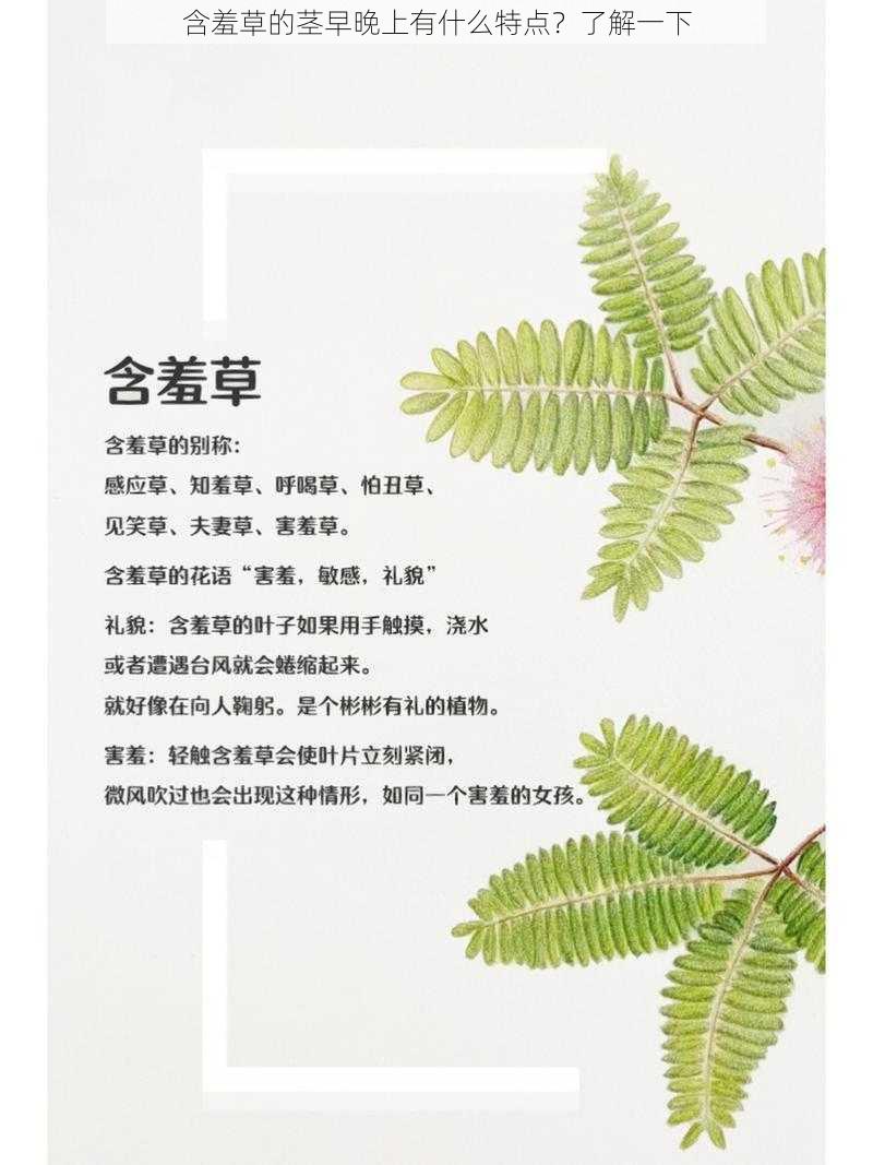 含羞草的茎早晚上有什么特点？了解一下