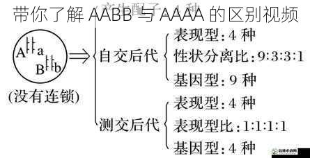 带你了解 AABB 与 AAAA 的区别视频