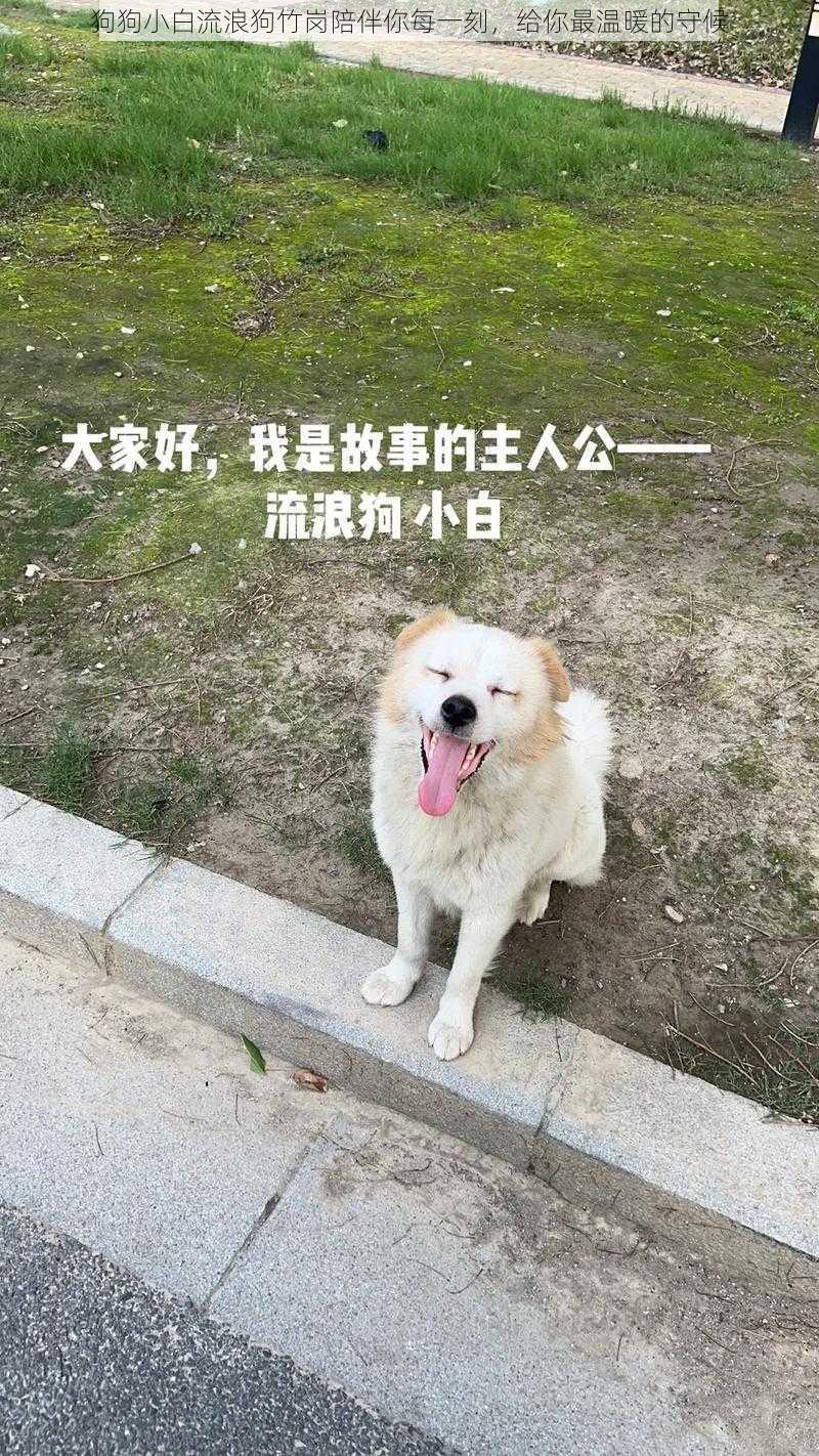 狗狗小白流浪狗竹岗陪伴你每一刻，给你最温暖的守候