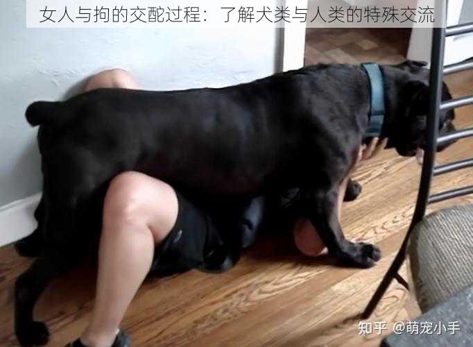 女人与拘的交酡过程：了解犬类与人类的特殊交流