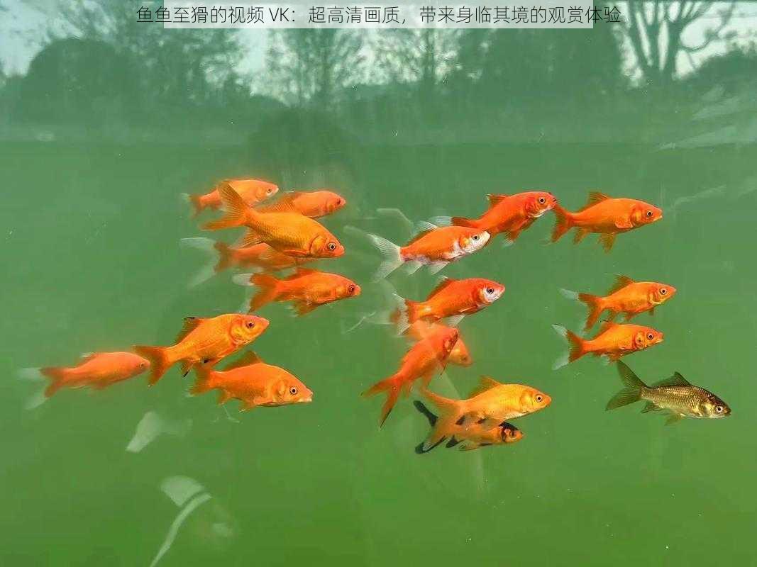 鱼鱼至猾的视频 VK：超高清画质，带来身临其境的观赏体验