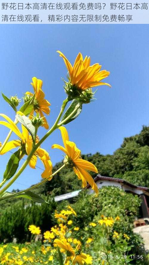 野花日本高清在线观看免费吗？野花日本高清在线观看，精彩内容无限制免费畅享