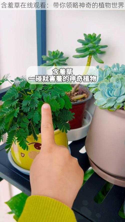 含羞草在线观看：带你领略神奇的植物世界