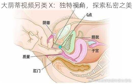 大荫蒂视频另类 X：独特视角，探索私密之美