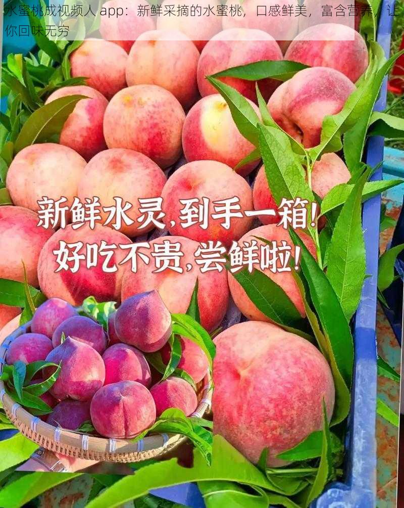 水蜜桃成视频人 app：新鲜采摘的水蜜桃，口感鲜美，富含营养，让你回味无穷