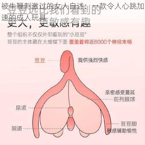 被牛鞭刺激过的女人自述：一款令人心跳加速的成人玩具