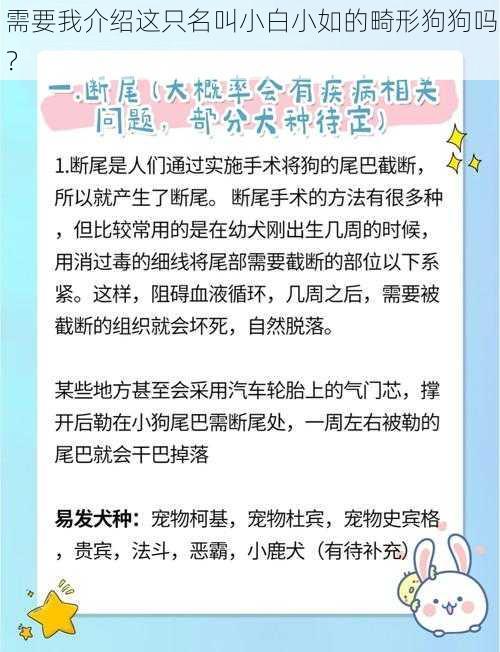 需要我介绍这只名叫小白小如的畸形狗狗吗？